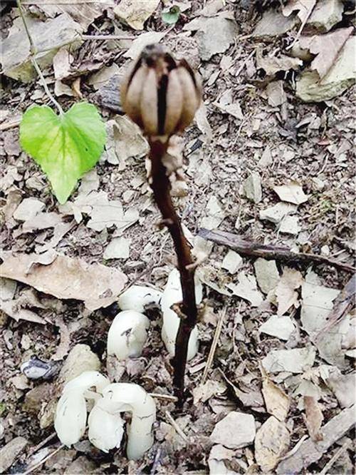 四川發(fā)現(xiàn)"冥界之花" 傳說能打開地獄之門